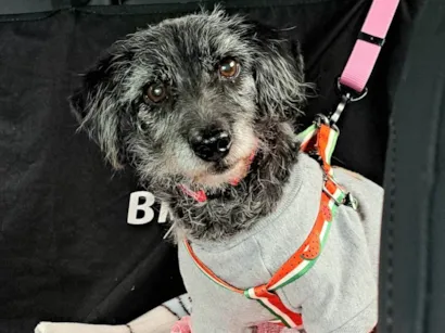 Cachorro raça SRD-ViraLata idade 6 ou mais anos nome Pedrinho