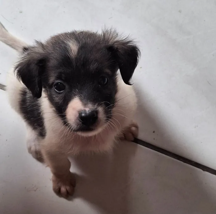 Cachorro ra a SRD-ViraLata idade Abaixo de 2 meses nome filhote