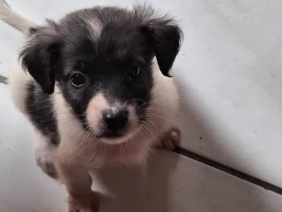 Cachorro raça SRD-ViraLata idade Abaixo de 2 meses nome filhote