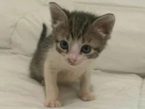 Gato raça SRD-ViraLata idade Abaixo de 2 meses nome Lisa