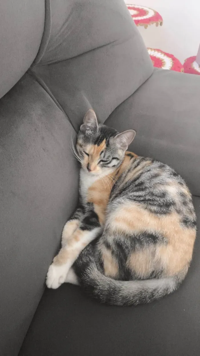 Gato ra a SRD-ViraLata idade 1 ano nome Funcionária 