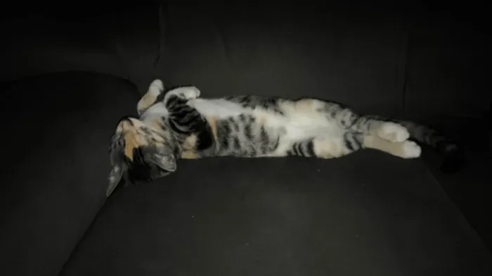 Gato ra a SRD-ViraLata idade 1 ano nome Funcionária 