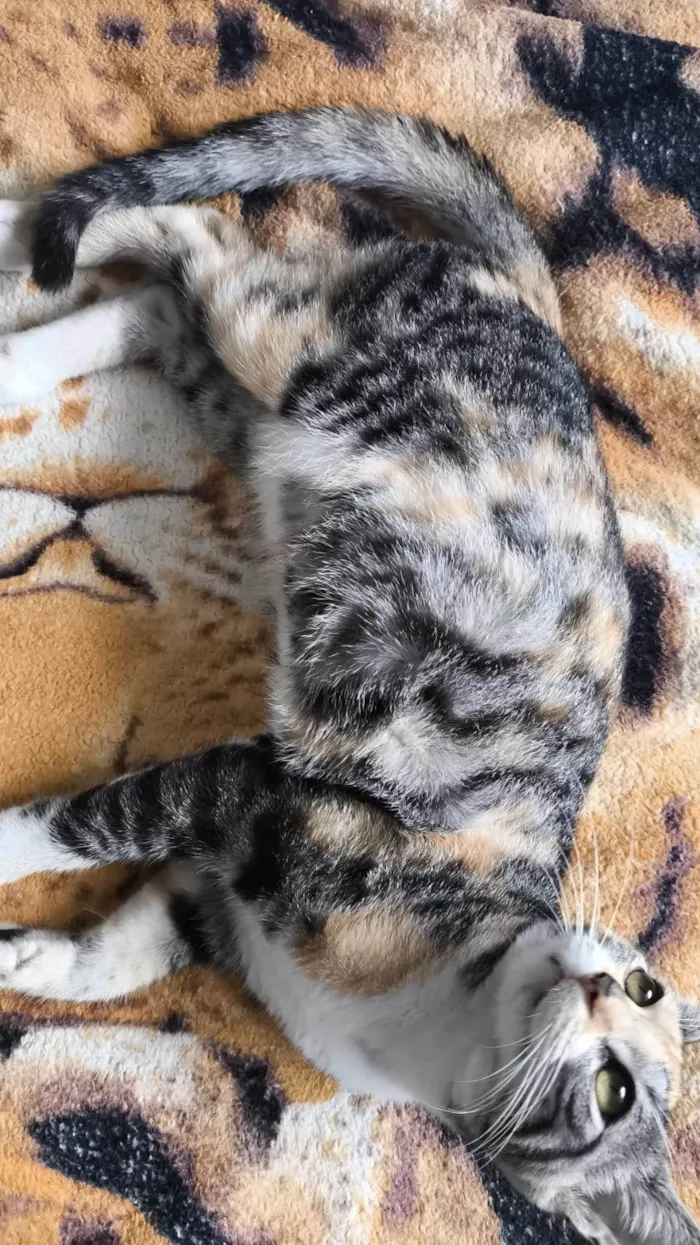 Gato ra a SRD-ViraLata idade 1 ano nome Funcionária 