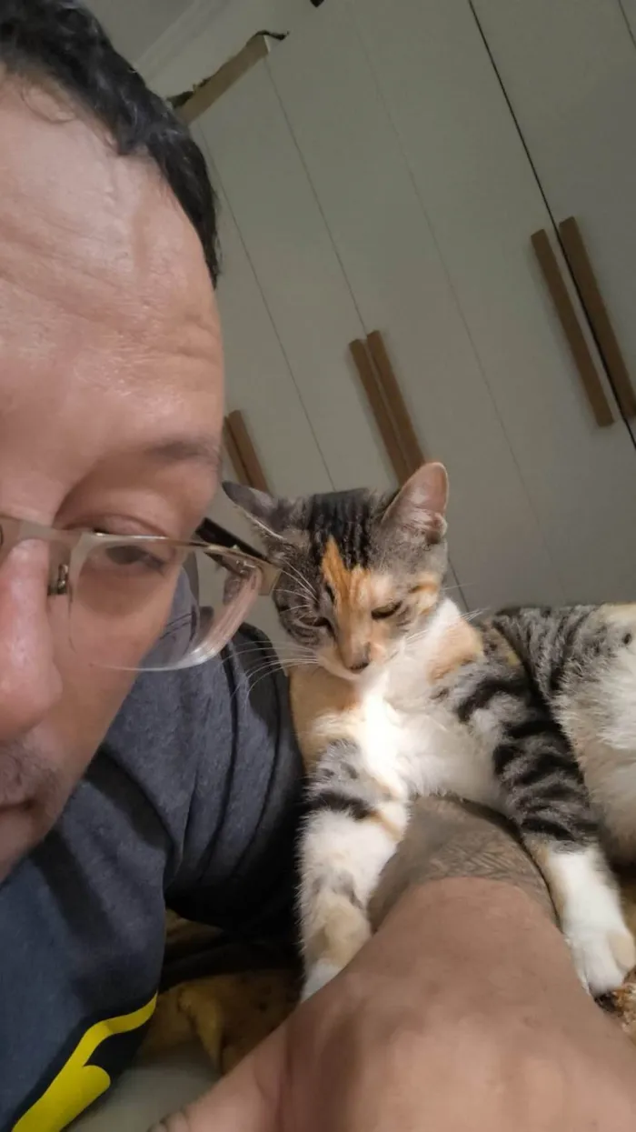 Gato ra a SRD-ViraLata idade 1 ano nome Funcionária 