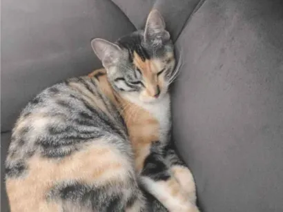Gato raça SRD-ViraLata idade 1 ano nome Funcionária 