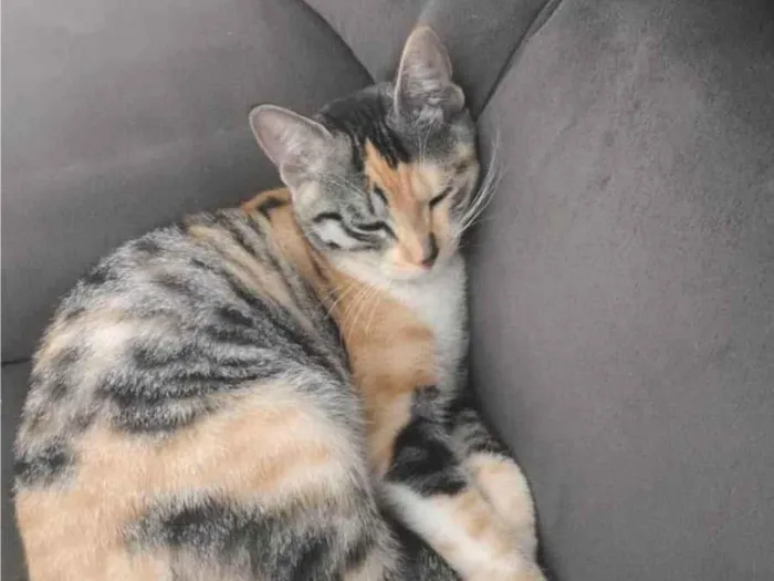 Gato ra a SRD-ViraLata idade 1 ano nome Funcionária 