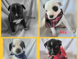 Cachorro raça SRD-ViraLata idade Abaixo de 2 meses nome Filhotes