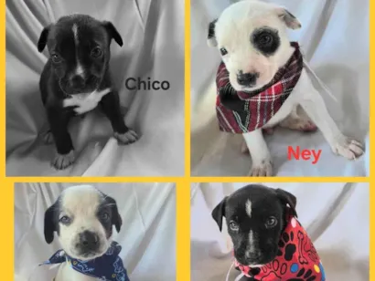Cachorro raça SRD-ViraLata idade Abaixo de 2 meses nome Filhotes