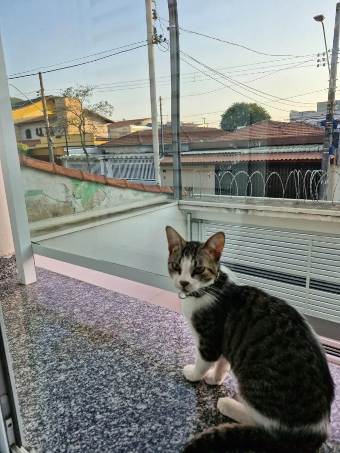 Gato ra a SRD-ViraLata idade 1 ano nome Até a