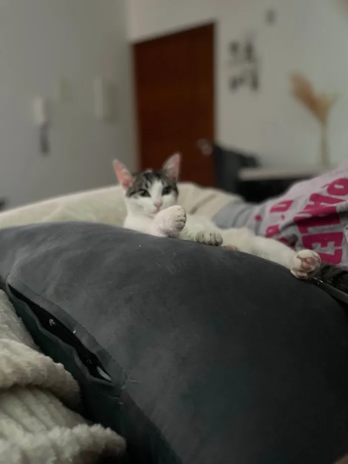 Gato ra a SRD-ViraLata idade 1 ano nome Até a