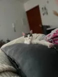 Até a