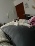 Até a