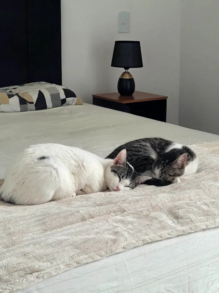 Gato ra a SRD-ViraLata idade 1 ano nome Até a