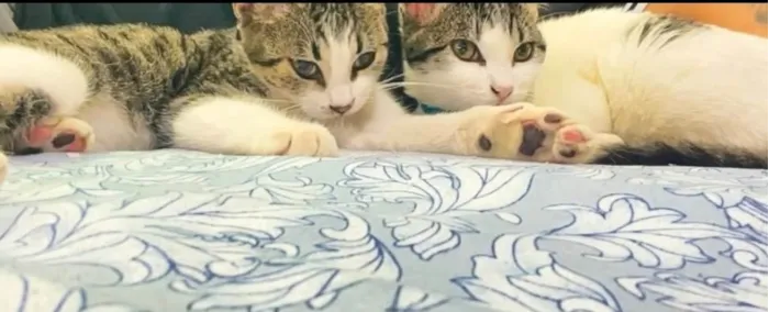 Gato ra a SRD-ViraLata idade 1 ano nome Até a