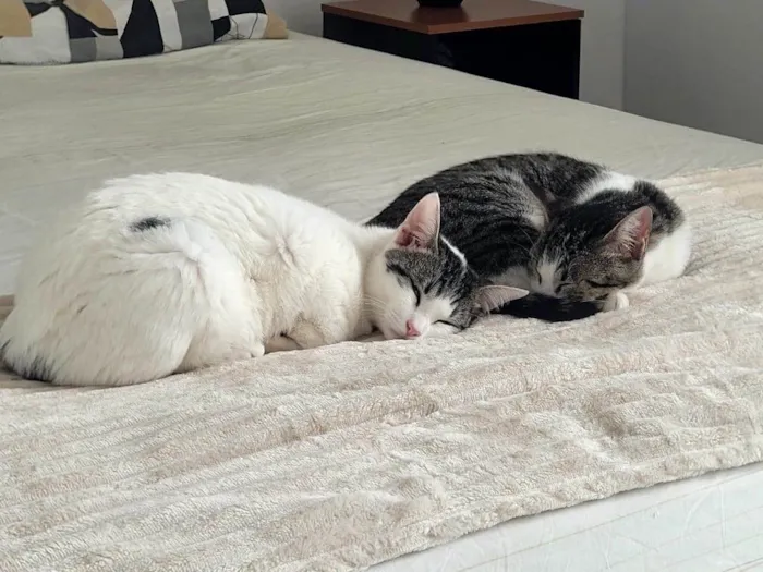 Gato ra a SRD-ViraLata idade 1 ano nome Até a