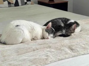 Gato raça SRD-ViraLata idade 1 ano nome Até a