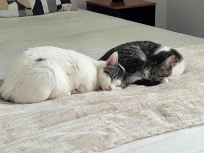 Gato raça SRD-ViraLata idade 1 ano nome Até a