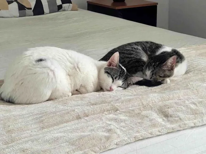 Gato ra a SRD-ViraLata idade 1 ano nome Até a
