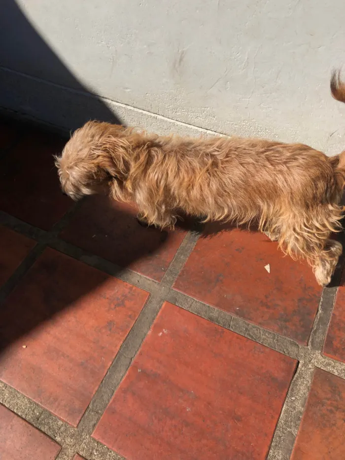 Cachorro ra a SRD-ViraLata idade 2 a 6 meses nome Caio careco