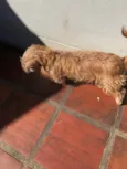 Caio careco