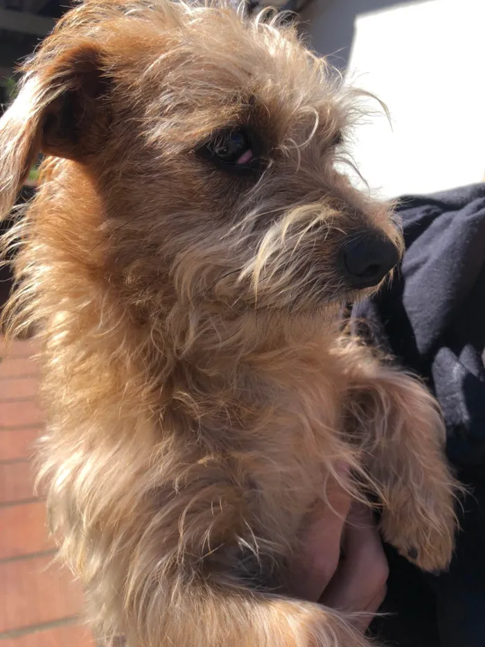 Cachorro ra a SRD-ViraLata idade 2 a 6 meses nome Caio careco