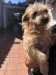 Caio careco