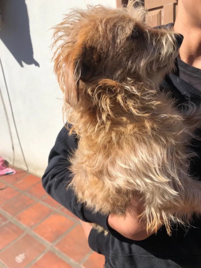 Cachorro ra a SRD-ViraLata idade 2 a 6 meses nome Caio careco