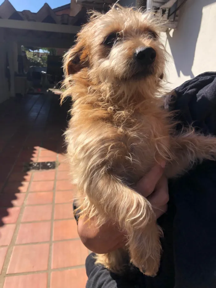 Cachorro ra a SRD-ViraLata idade 2 a 6 meses nome Caio careco