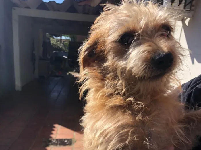 Cachorro ra a SRD-ViraLata idade 2 a 6 meses nome Caio careco