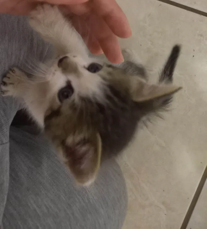 Gato ra a SRD-ViraLata idade Abaixo de 2 meses nome Honey