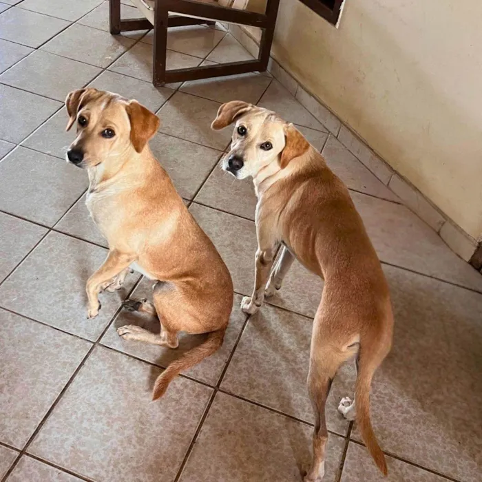 Cachorro ra a SRD-ViraLata idade 3 anos nome Bob e Marley