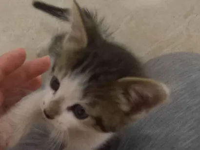 Gato raça SRD-ViraLata idade Abaixo de 2 meses nome Honey