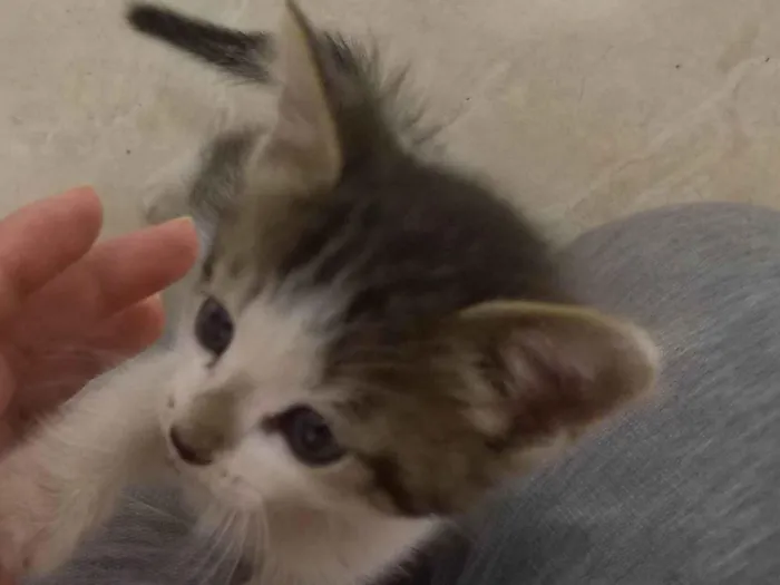 Gato ra a SRD-ViraLata idade Abaixo de 2 meses nome Honey