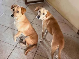 Cachorro raça SRD-ViraLata idade 3 anos nome Bob e Marley