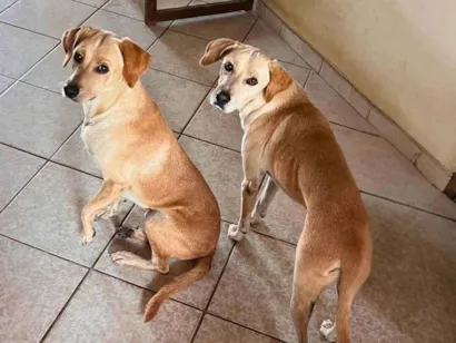 Cachorro raça SRD-ViraLata idade 3 anos nome Bob e Marley