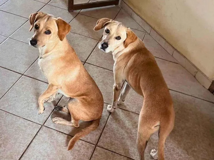 Cachorro ra a SRD-ViraLata idade 3 anos nome Bob e Marley