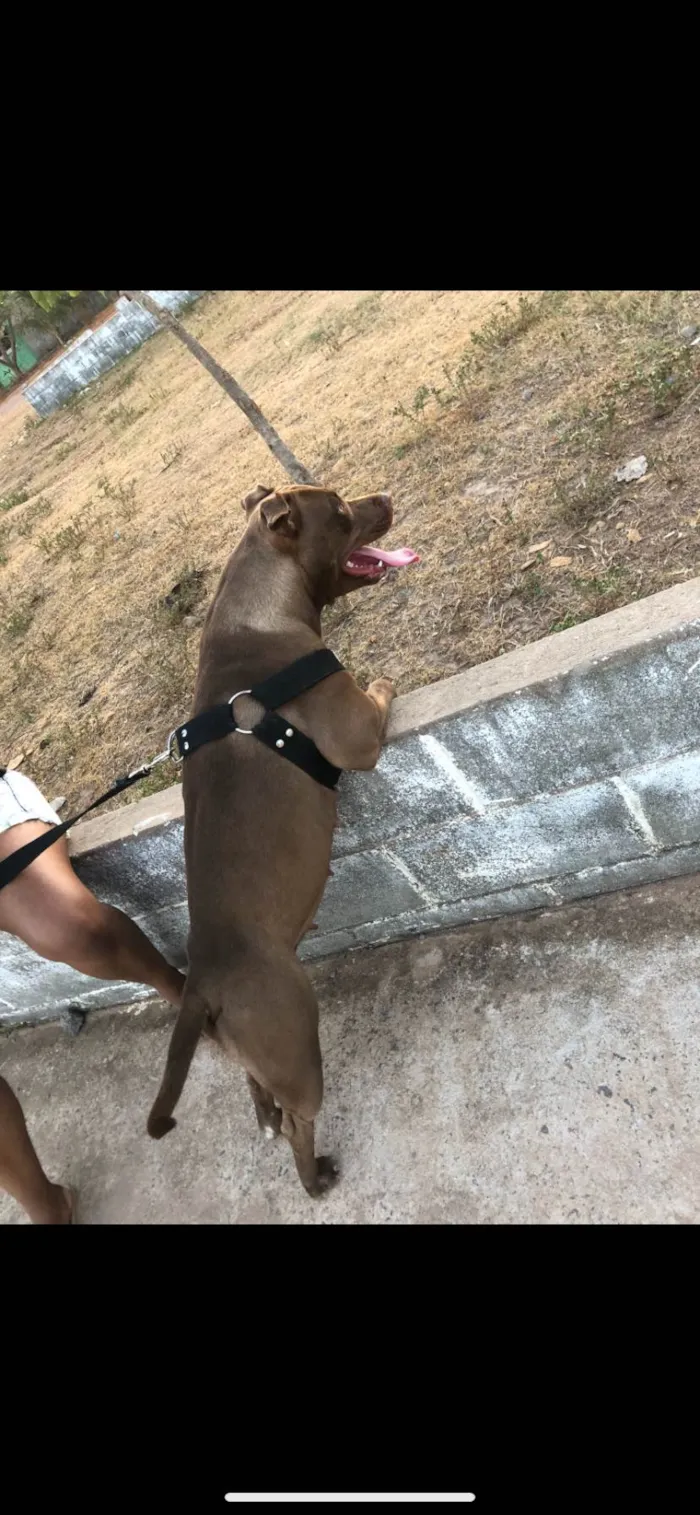 Cachorro ra a Pit-Bull idade 3 anos nome Hella