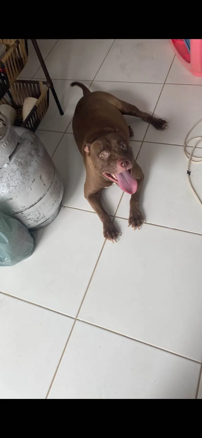 Cachorro ra a Pit-Bull idade 3 anos nome Hella