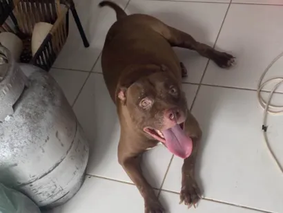 Cachorro raça Pit-Bull idade 3 anos nome Hella