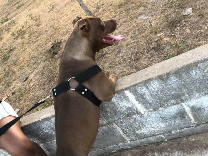 Cachorro ra a Pit-Bull idade 3 anos nome Hella