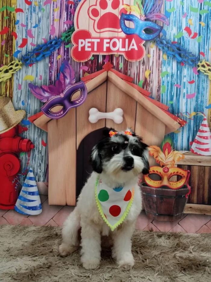 Cachorro ra a Poodle idade 1 ano nome Belinha 