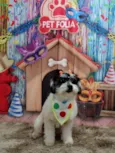 Belinha