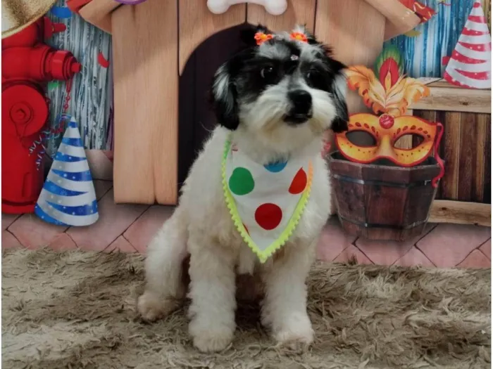 Cachorro ra a Poodle idade 1 ano nome Belinha 