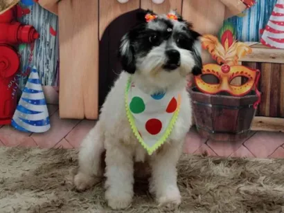 Cachorro raça Poodle idade 1 ano nome Belinha 