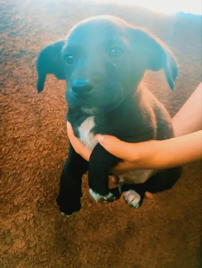 Cachorro raça SRD-ViraLata idade Abaixo de 2 meses nome Duck