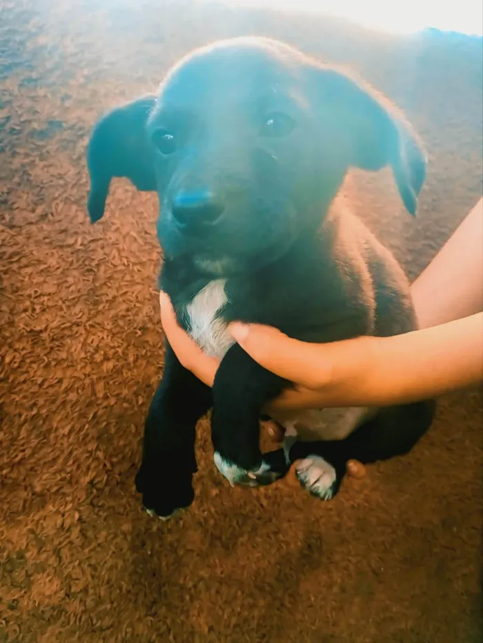 Cachorro ra a SRD-ViraLata idade Abaixo de 2 meses nome Duck