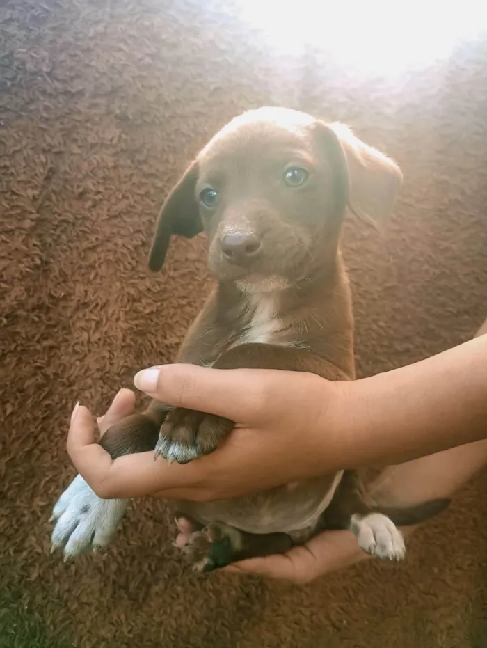 Cachorro ra a SRD-ViraLata idade Abaixo de 2 meses nome Princesa 