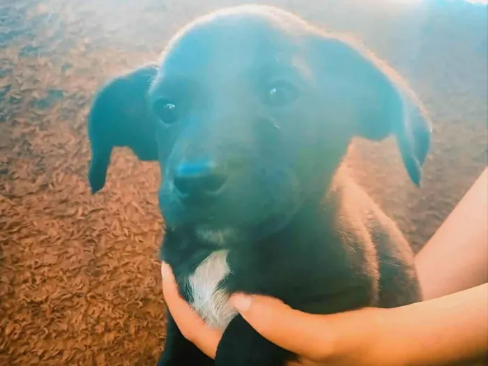 Cachorro ra a SRD-ViraLata idade Abaixo de 2 meses nome Duck