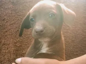 Cachorro raça SRD-ViraLata idade Abaixo de 2 meses nome Princesa 