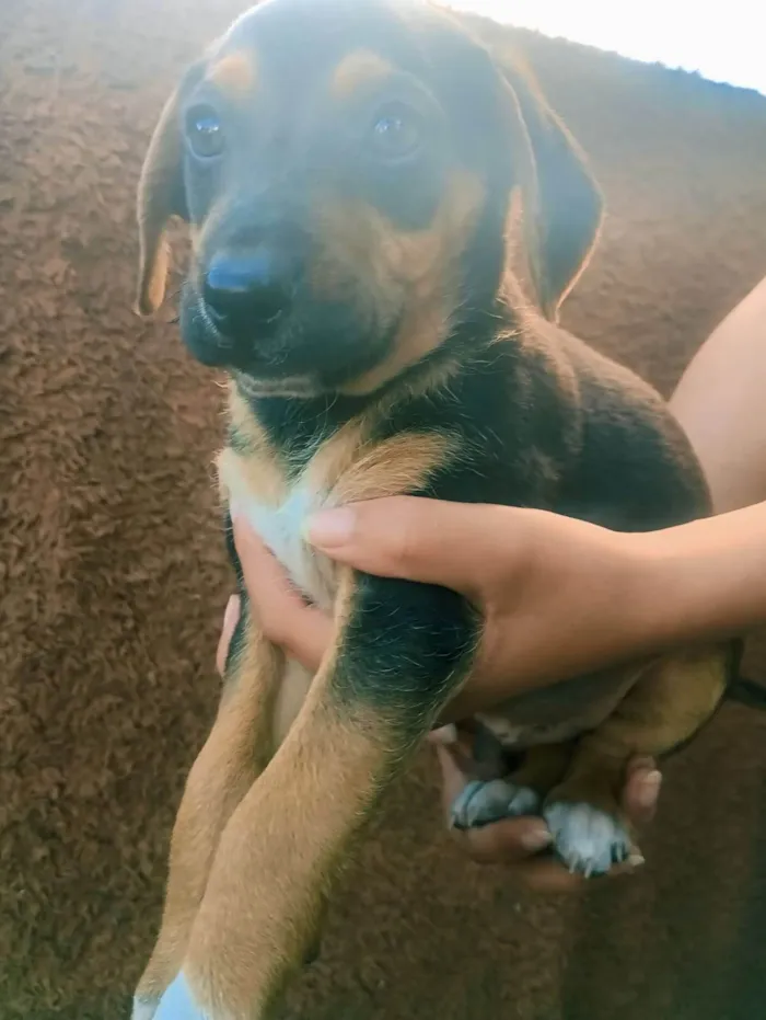 Cachorro ra a SRD-ViraLata idade Abaixo de 2 meses nome Amumu